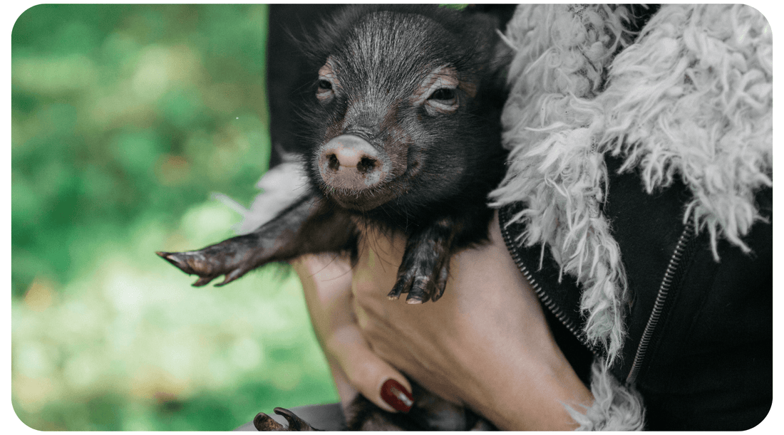 vegan-bacon-cute-pig